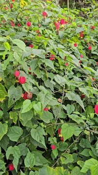 A stunning macro video of Abutilon megapotamicum, known as the Chinese Lantern. The vertical footage shows the vibrant red calyx and yellow petals swaying in the light. High quality FullHD footage