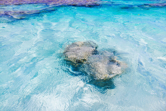 Close up view of clear water over coral reef in Atlantic Ocean with bright turquoise surface. Dominican Republic. Punta Cana.