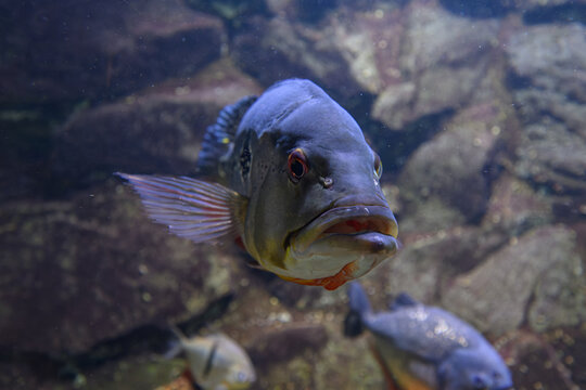 A beautiful adult Saulosi Cichlid (Pseudotropheus saulosi) - male (blue/black) and female (yellow) - under the water surface with rocks in the background.