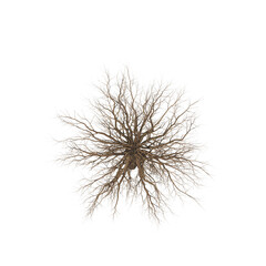 Naklejka premium tree top view, isolate on a transparent background, 3d illustration 