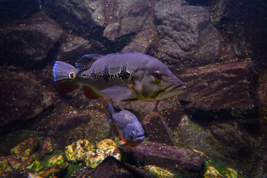 A beautiful adult Saulosi Cichlid (Pseudotropheus saulosi) - male (blue/black) and female (yellow) - under the water surface with rocks in the background.