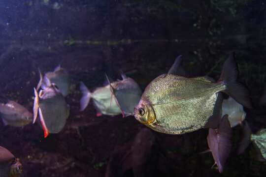 Beautiful and shiny herbivorous tetra fish in a school under the water surface.