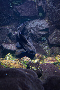 A large brown suckermouth catfish (Ancistrus) on a stone under the water surface.
