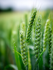 Fototapeta premium Fresh green wheat ears with dew drops in a field.