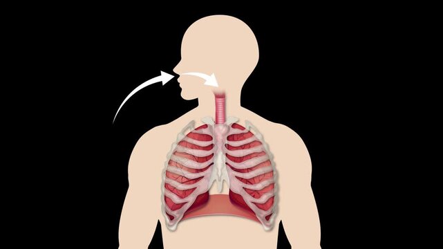 Human respiratory system anatomy animation showing breathing process with lungs and diaphragm motion.
