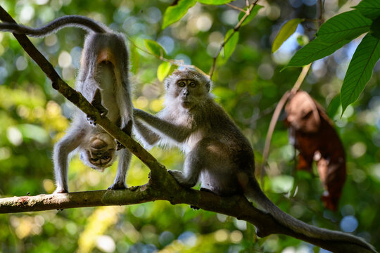 Long-tailed, feral macaque monkeys playing on a high tree branch in a forest in Singapore.