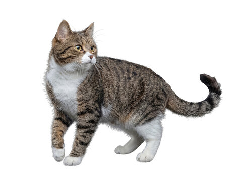 Elegant domestic tabby and white cat walking confidently, looking left, isolated on a transparent background.