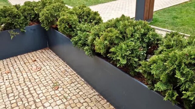 Planter powder coated aluminum or galvanized steel trough in charcoal or anthracite finish popular durable, weather resistant dwarf  Arborvitae, possibly something like Danica or Little Giant. front