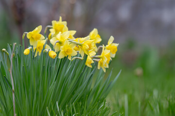 Fototapeta premium Bright yellow and orange daffodil in bloom, seasonal floral display