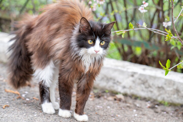  photo of a cat outside © ksena32