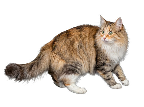 A graceful long-haired calico cat walking with purpose, looking to the side on a transparent background.