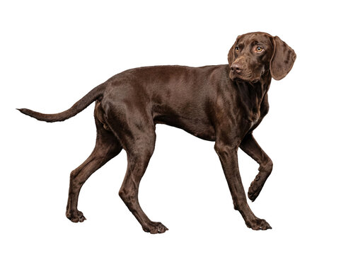 Elegant brown German Shorthaired Pointer dog standing, gracefully looking to the right.