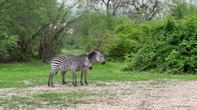 Crawshay's zebra (Equus quagga crawshayi) with her foal in South Luangwa National Park, Zambia.