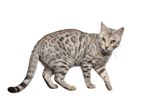 A captivating silver Egyptian Mau cat with piercing green eyes, presented in a professional studio photograph.