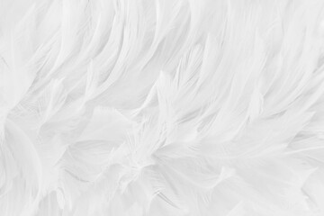 Obraz premium Beautiful white grey bird feathers pattern texture background.