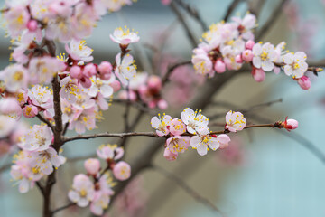  photo of a branch with cherry blossoms in spring © ksena32