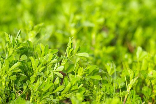  Young Alfalfa Plants in Spring: A Macro Photography Exploration of Lush Green Stems and Leaves in a Vibrant Field of Fresh Lucerne Grass