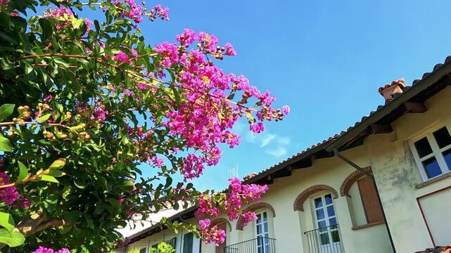 Pink flowering tree branches swaying in wind against sunny blue sky and mediterranean house.