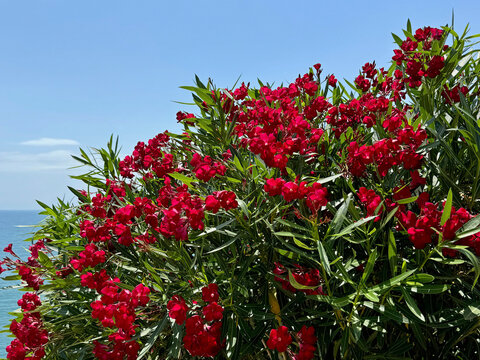 Nerium Oleander red flowering shrub.