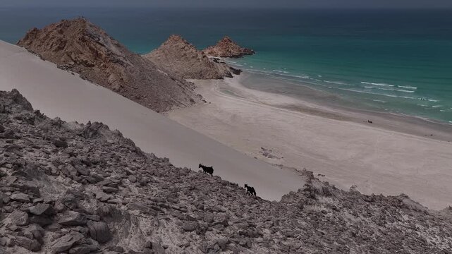 Wild goats descend a rocky cliff to a sandy beach, socotra