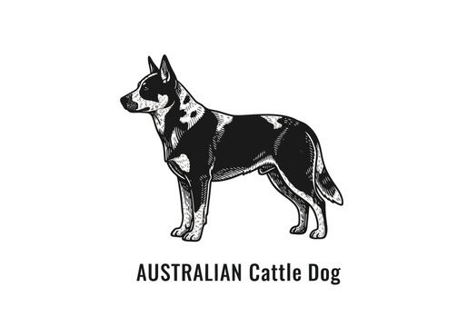 Vintage Woodcut Illustration of an Australian Cattle Dog - Blue Heeler Engraving Style Vector