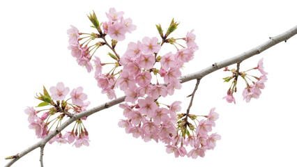 Obraz premium Delicate cherry blossom branch with pink flowers on transparent background