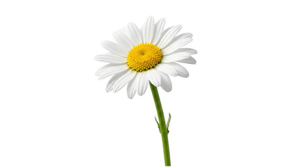 A single white daisy with a yellow center isolated on transparent background © ATIQULISLAM