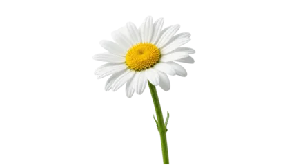 Fototapeten Gänseblümchen A single white daisy with a yellow center isolated on transparent background  © ATIQULISLAM