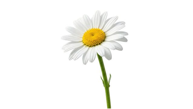 A single white daisy with a yellow center isolated on transparent background