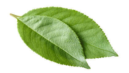 Fototapeta premium Two green leaves arranged naturally with visible veins, isolated on cutout transparent background