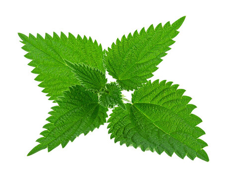 Green nettle leaf isolated on white background, fresh stinging nettle foliage cutout nature compositing