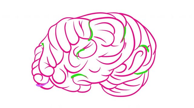 Stylized 2D animation of human brain featuring pink outlines and small colorful accents. Clean minimalist design representing mental clarity, biology, neurology and medical research.