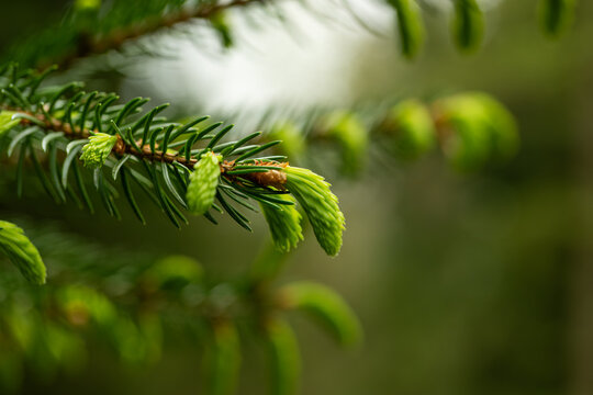 Close up of fresh light green spruce tips on a coniferous branch in a spring forest with a soft bokeh background