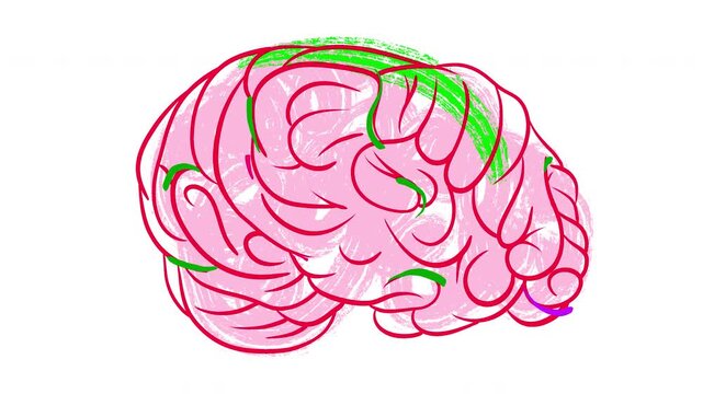 Hand drawn artistic 2D animation of human brain with pink lobes and vibrant colorful brushstrokes. Concept for neuroscience, creativity, psychology and medical anatomy.