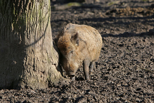 Wildschwein schubbert sich an einem Baum