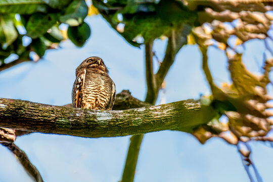 Jungle Owlet perched on branch in forest