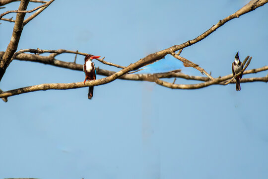 White throated King Fishers and Red Whiskered bulbul on the same branch