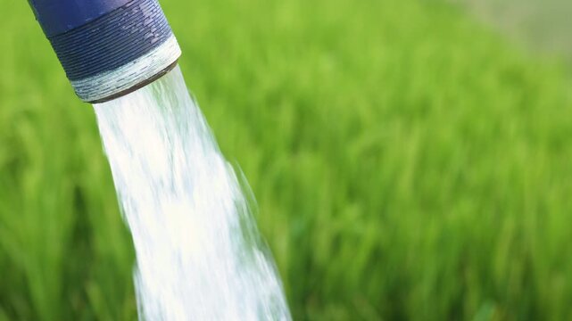 A powerful stream of clear water flows from a large industrial pump hose directly into a lush green rice paddy field, demonstrating traditional agricultural irrigation methods in a rural farm setting.