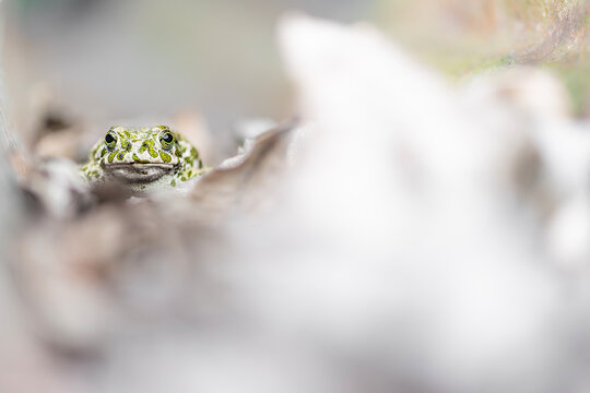 The European green toad in the spring season (Bufotes viridis)