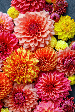Background with different pink, orange and yellow Dahlia flowers. Colorful dahlia garden flowers, wallpaper backdrop. Blossoming dalias bloom