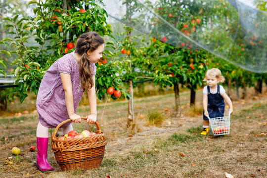 Two young siblings picking apples in an orchard, carrying baskets during harvest season, enjoying a playful autumn day outdoors, real life family moment. Happy toddler girl and school sister.