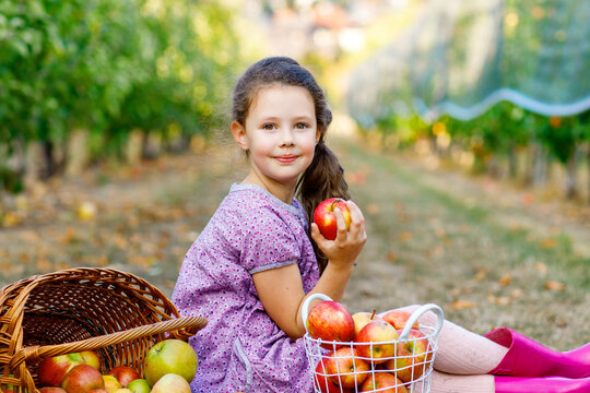 Smiling girl sitting in an apple orchard holding a fresh apple, surrounded by baskets full of fruit during harvest season, natural light, real life moment.