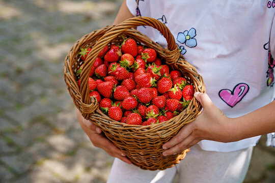 Close-up of a girl holding a big basket full of ripe, sweet strawberries. Real life, real people moment of childhood joy, harvest, and summer fun in nature.