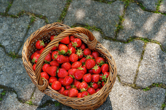 Close-up of a girl holding a big basket full of ripe, sweet strawberries. Real life, real people moment of childhood joy, harvest, and summer fun in nature.