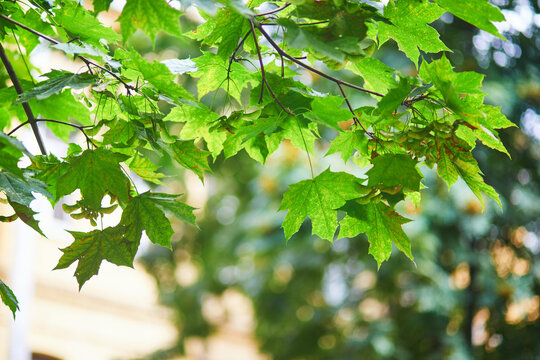Fresh green maple leaves and winged seeds on thin branches in warm natural light with soft bokeh background, captured outdoors in a park or garden