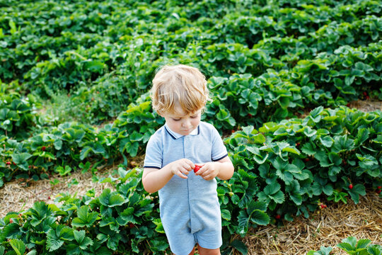 Little boy picking strawberries on a sunny summer day. Happy child enjoying nature and fresh fruit outdoors. Real life, real people, childhood, summer, healthy, fun