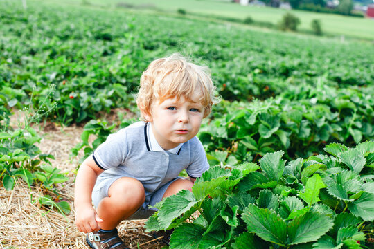 Little boy picking strawberries on a sunny summer day. Happy child enjoying nature and fresh fruit outdoors. Real life, real people, childhood, summer, healthy, fun