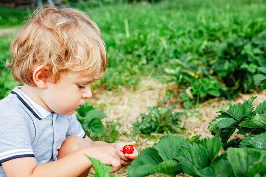 Little boy picking strawberries on a sunny summer day. Happy child enjoying nature and fresh fruit outdoors. Real life, real people, childhood, summer, healthy, fun