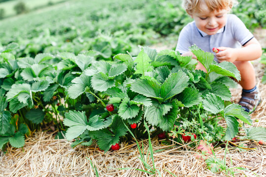 Little boy picking strawberries on a sunny summer day. Happy child enjoying nature and fresh fruit outdoors. Real life, real people, childhood, summer, healthy, fun