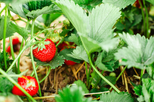 Fresh red strawberries growing in a field. Ripe, juicy berries ready for harvest. Natural, organic fruit in sunny summer conditions. Agriculture, farm, healthy food concept